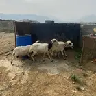 للبيع 4ضان مقاني وحده عندها شق واحد ولباقي شرط