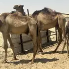قعدان طيبه