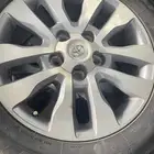 جنوط اسكويا 20