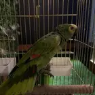 طير امزوني للبيع