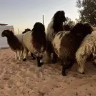 ذبائح نعيم للبيع