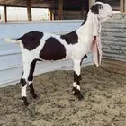 جفره هولنديه حجازيه خصم