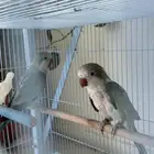 زوج كويكر اخضر منتج