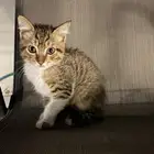 قطه صغيره للتبني