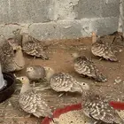 قطا حجل