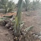 نخل مثمر مع الغرس بالموقع