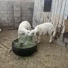 مشاريع فحول