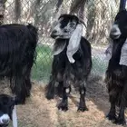 معزاء مواليد تم البيع