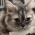 بس شيرازيه عمرها 6 شهور