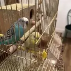 طيور زينه