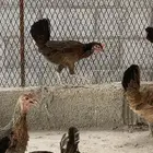 تم البيع