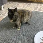 قطه للبيع حامل