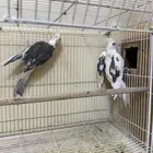 جوز كروان هولندي منتج