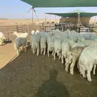بهم حري.
