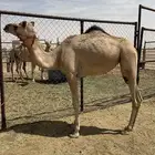 هجن
