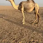لقحه شقحا