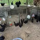 دجاج اسود اندنوسي