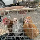 السلام عليكم عندي دجاج منعوع عندي فيومي تركي و ديك
