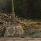 عسف نخل