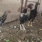 ديوك باكستاني