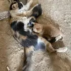قطوة وبنته 2