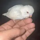 9فروخ بابدجي وهوقو ودرده ووردتين الاحساء المبرز