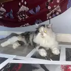 قط شيرازي