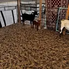 معزا جنوبيات ثنتين معها ثنين صافات شبب