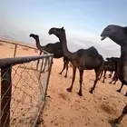 لقيه