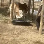 3 حسلان للبيع