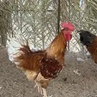 ديك لوهمان براون
