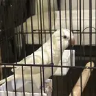 طير كويكر لعوب