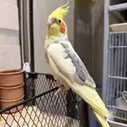 للبيع - كروان متكلم وأليف