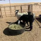 تيوس ( تم البيع )