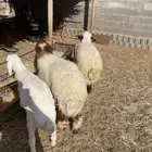 خرفان