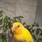 فرخ روز لاتينو اورنج اوبلاين هدهد اليف تم البيع