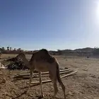 بكره