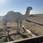 بيع فحل جمل