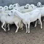 ضان صنف تم البيع