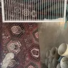 دخالت حمام زاجل