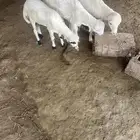 ثلاثة فران تربية