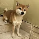 كلاب شيبا إينو shiba inu