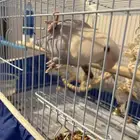 بغبغاء روز انثى تربيه