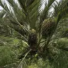 صيف مزرعه للبيع في العشيره