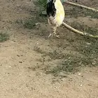 2 ديك ودجاجه للبيع