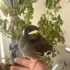 فرخ مينو اليف و هدد خارجي نهايه غر