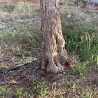 زيتون عمر 15 سنه