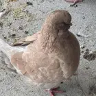 حمام في نجران