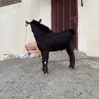 تيس فحل رباع مشروط شرط