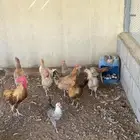 دجاج بلدي بياض شرط